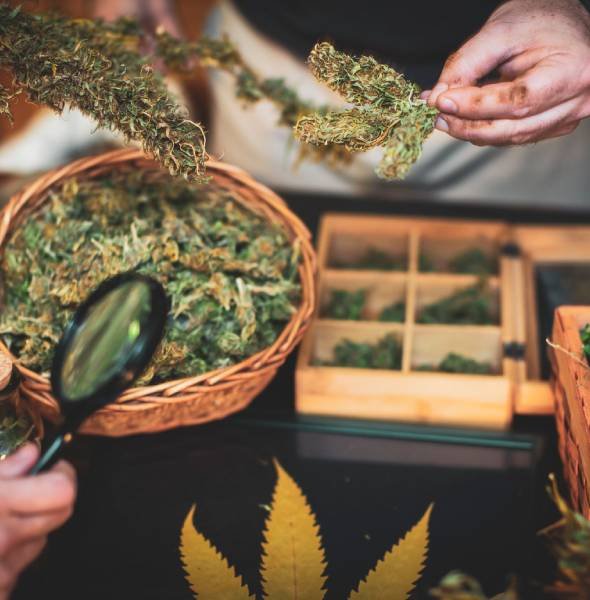 Why Cannabis Stores Need an AI Receptionist Why Cannabis Stores Need an AI Receptionist